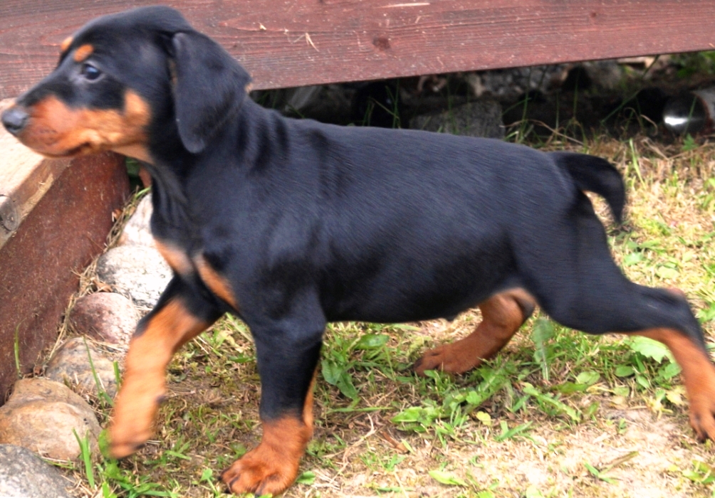 Pinscher * Xélanc Young Yamico 7 veckor